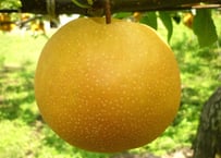 「新高」5kg