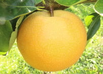 「寿新水」2kg