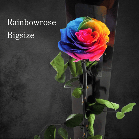 レインボーローズ | STORES