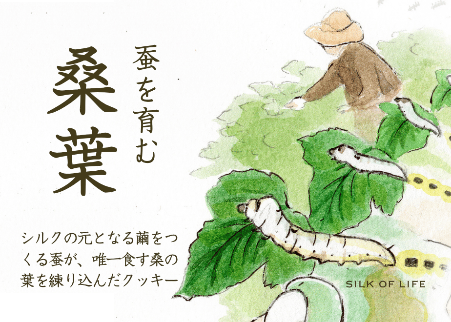蚕に関する古書　養蚕　昆虫　桑葉 fit=scale-down,w=1200