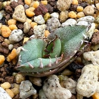【アガベ オテロイ 実生】Agave oteroi seedling