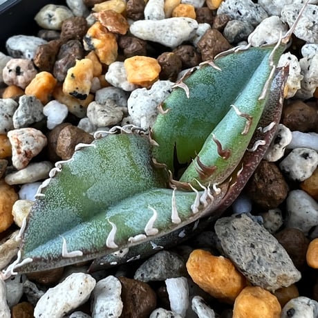 アガベ　チタノタブルー アガベ チタノタ ブルー agave titanota Blue | mana's farm: