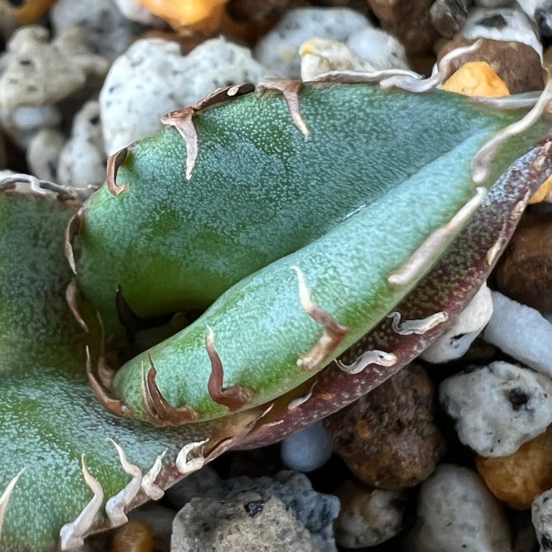 アガベ　チタノタブルー　実生 アガベ 特選極厚トップ ブルー チタノタブルー実生 DB05 | アガベ専門