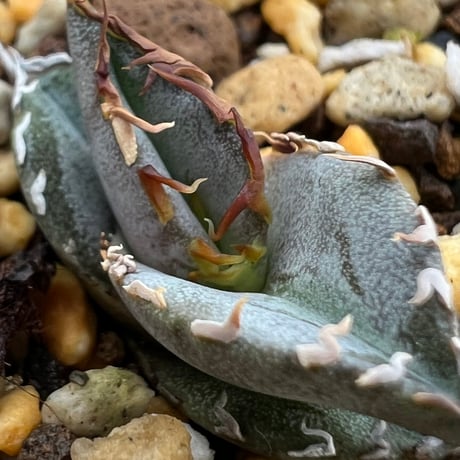 【アガベ チタノタブルー 実生】Agave titanota blue seedling