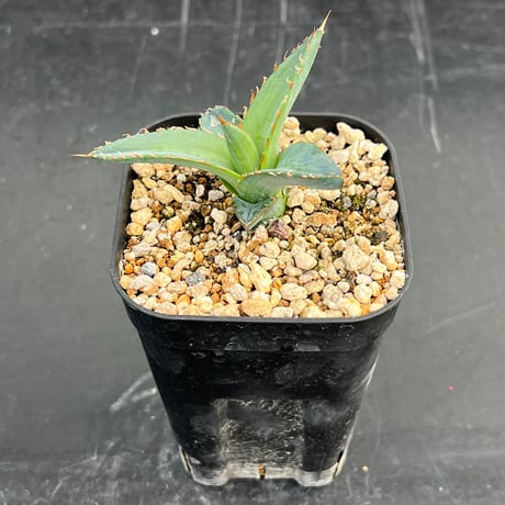 【アガベ ホリダ 実生】Agave horrida（oteroi） seedling