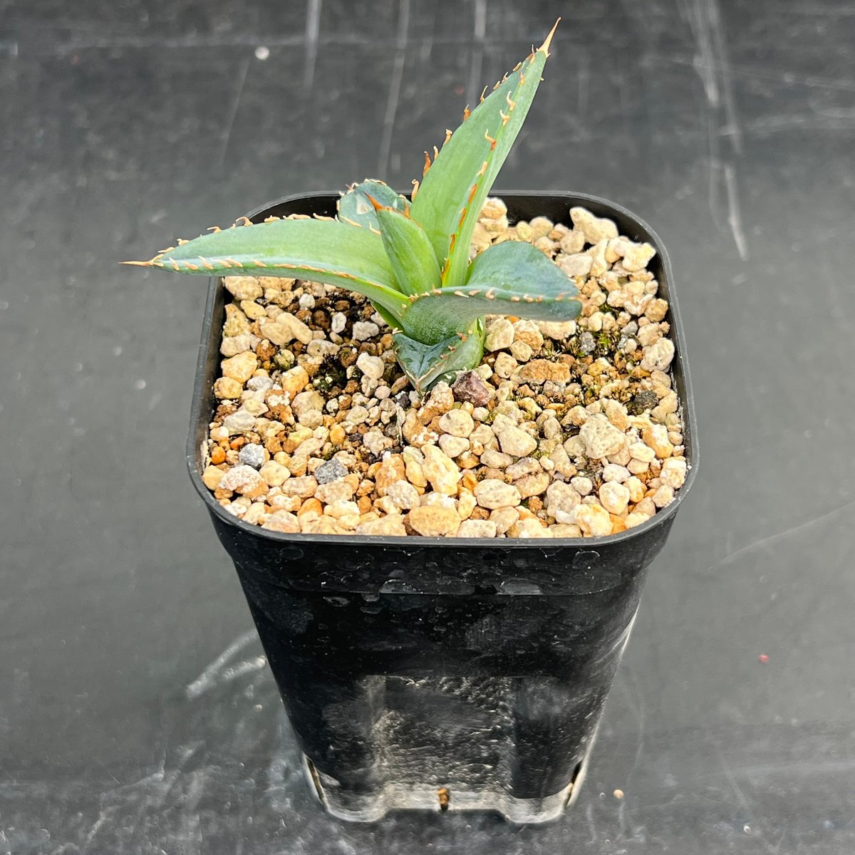 アガベ ホリダ 実生】Agave horrida（oteroi） seedling | MI