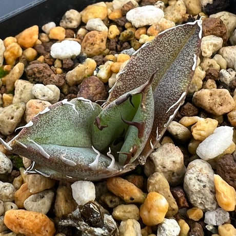 アガベオテロイ | STORES