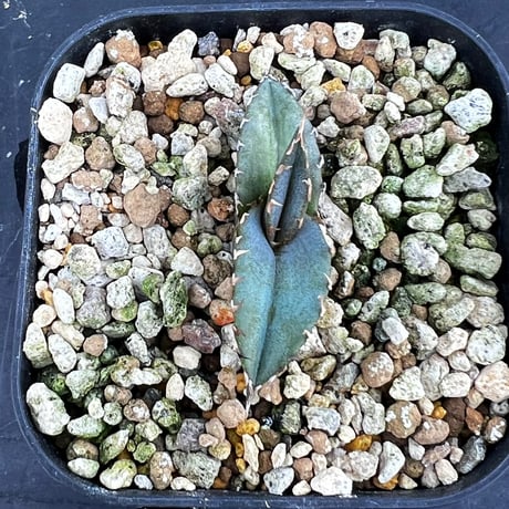 【アガベ チタノタブルー 実生】Agave titanota  blue seedling