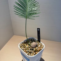 ディオーン・エデュレ（Dioon edule 'Palma Sola'）②