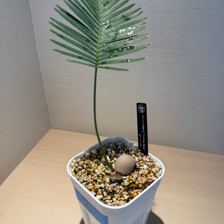 ディオーンエデュレ | STORES