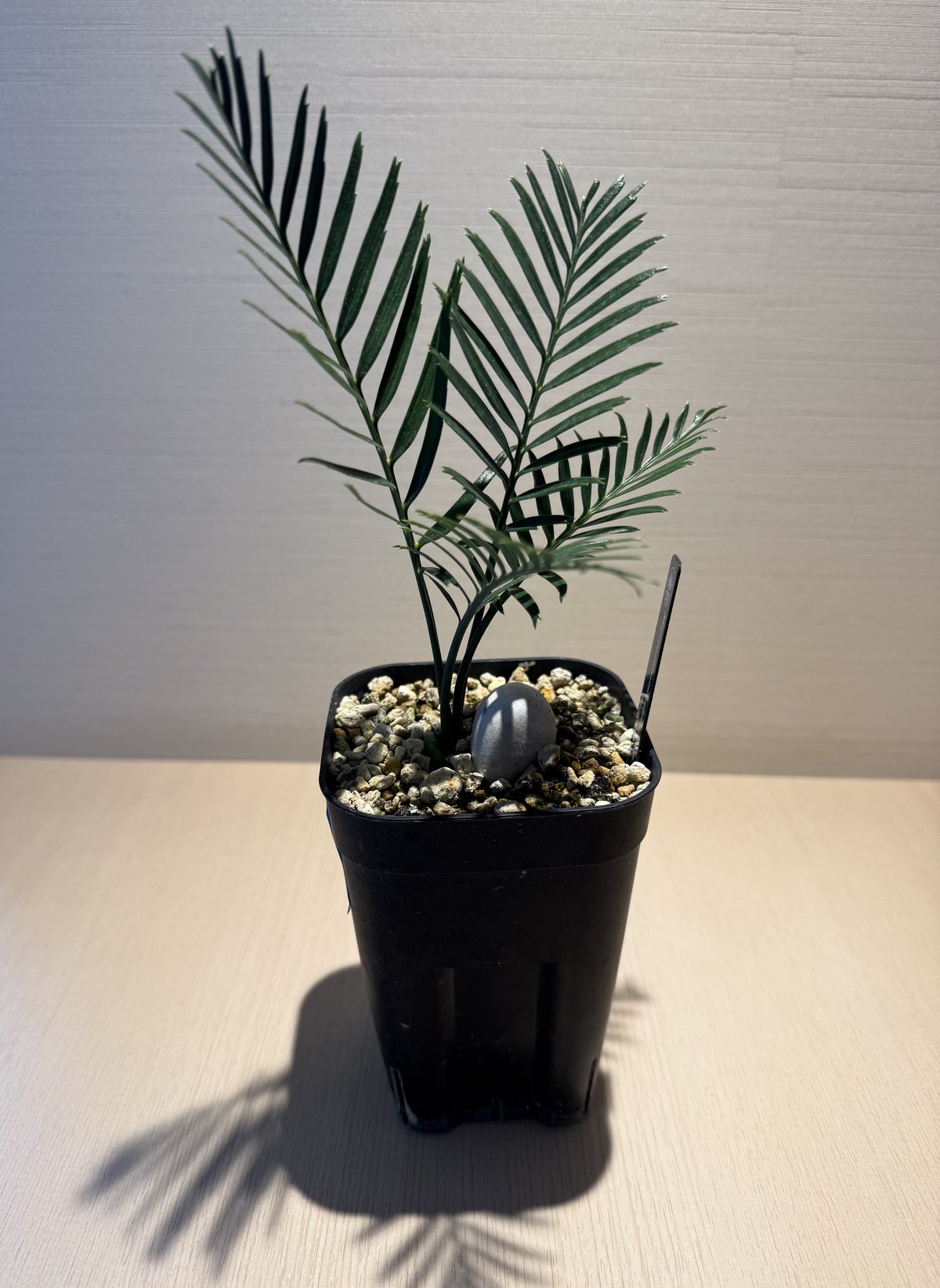 マクロザミア・コムニス（Macrozamia communis) ① | MINO GREEN