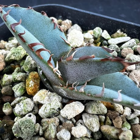 【アガベ チタノタブルー 実生】Agave  titanota blue seedling
