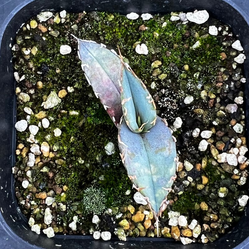 アガベ オテロイ 実生】Agave oteroi seedling | MINO GREEN