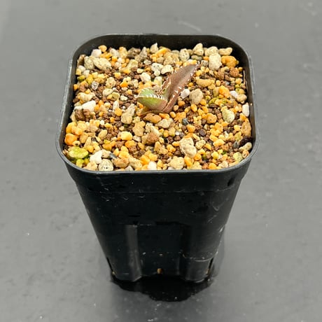 【アガベ オテロイ 実生】Agave oteroi seedling
