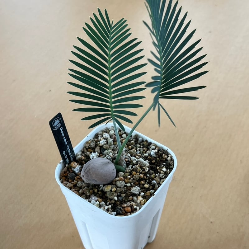 ディオーン　エデュレ　美形　大株 ディオーン・エデュレ（Dioon edule 'Palma Sola'）④ | MINO GREEN