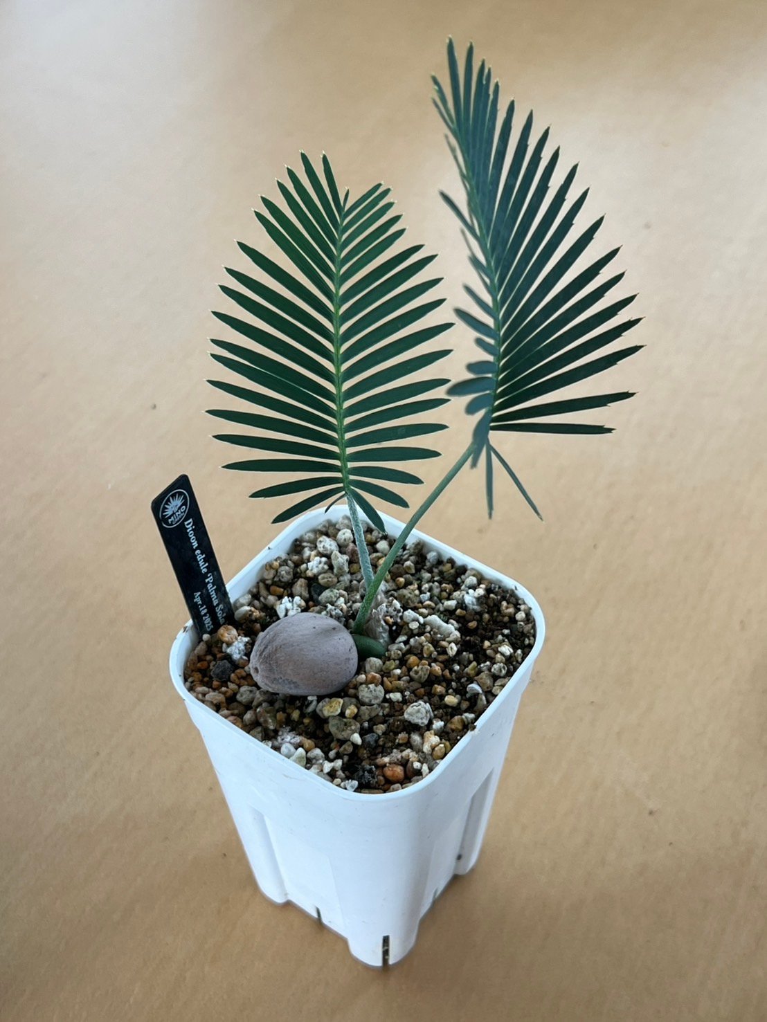 ディオーン・エデュレ（Dioon edule 'Palma Sola'）④ | MINO GREEN