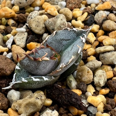 【アガベ チタノタブルー 実生】Agave titanota blue seedling