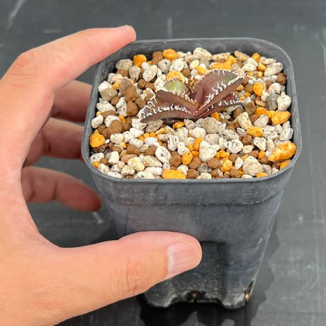 【アガベ オテロイ 実生】Agave oteroi seedling
