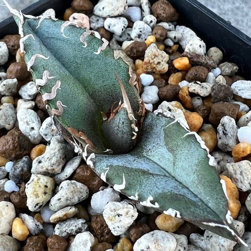 アガベ チタノタブルー 実生】Agave titanotablue seedling |