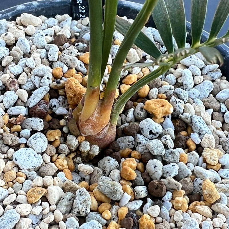【現品】マクロザミア・コムニス　Macrozamia communis　9号FW マクロザミア・コムニス（Macrozamia communis) | MINO GREEN