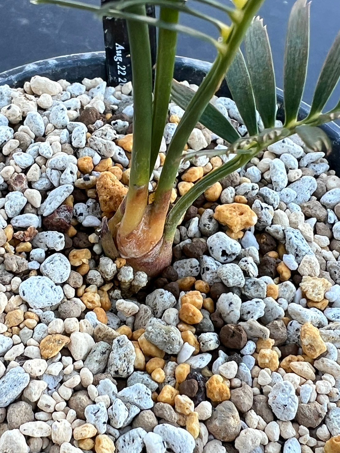 マクロザミア・コムニス（Macrozamia communis) | MINO GREEN