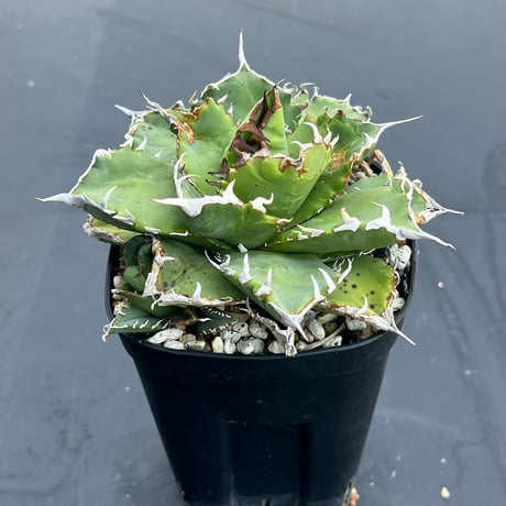 アガベ凱撒 | STORES