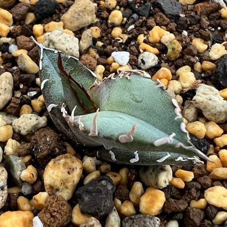 【アガベ チタノタブルー 実生】Agave titanota blue seedling