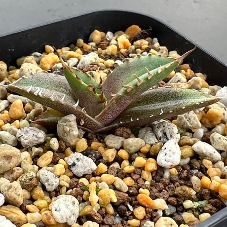 【アガベ オテロイ 実生】Agave oteroi seedling