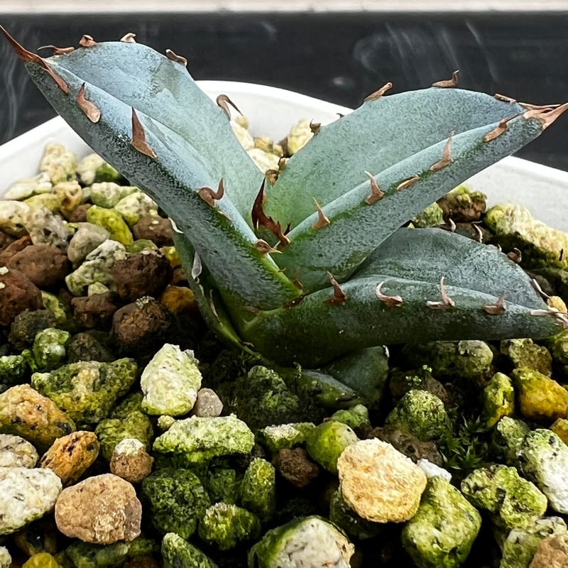 アガベ チタノタブルー 実生】Agave titanota blue seedling |