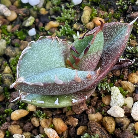 アガベシリーズ・アガベ属・チタノタモンストローサinわけけのお店 アガベシリーズ・アガベ属・チタノタモンストローサinわけけのお店