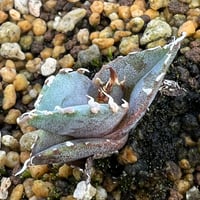 【アガベ オテロイ 実生】Agave oteroi seedling