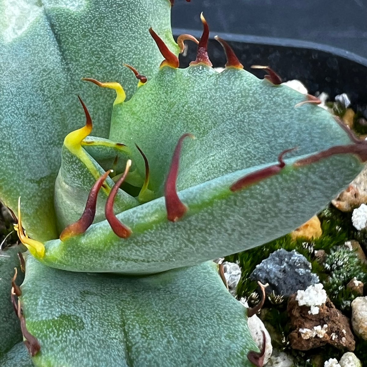 アガベ オテロイ 実生】Agave oteroi seedling | MINO GREEN