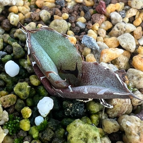 オテロイ実生　① アガベオテロイ | STORES