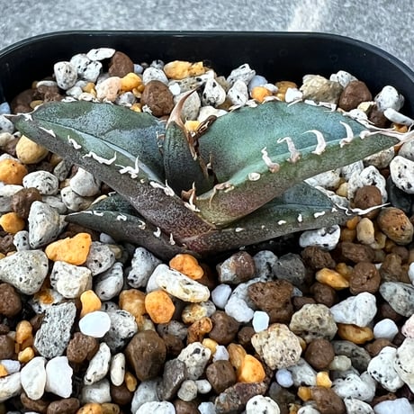 【アガベ チタノタブルー 実生】Agave  titanota blue seedling