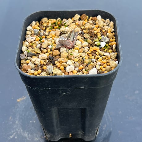 【アガベ オテロイ 実生】Agave oteroi seedling