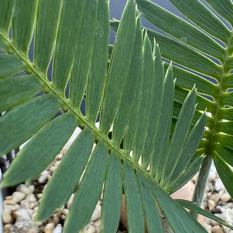 ディオーン・エデュレ（Dioon edule 'Palma Sola'）③ | MINO GREEN