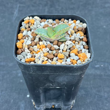 【アガベ チタノタブルー 実生】Agave  titanota blue seedling
