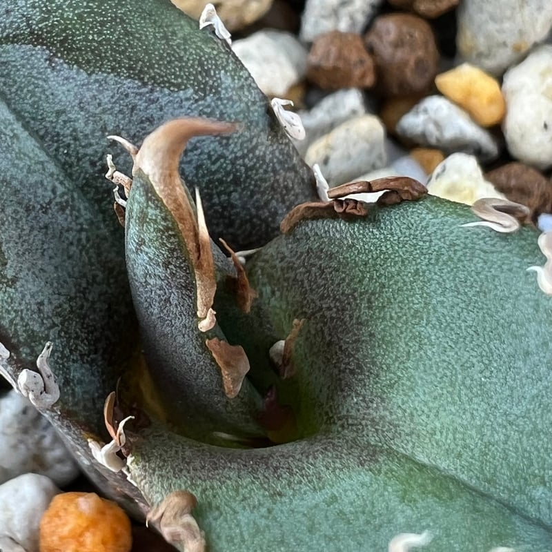 アガベ チタノタブルー 実生】Agave titanotablue seedling |