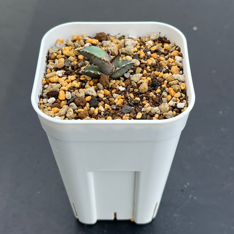 Agave Europe seedling アガベ チタノタ ヨーロッパ 実生 アガベ チタノタブルー 実生】Agave titanota blue seedling |