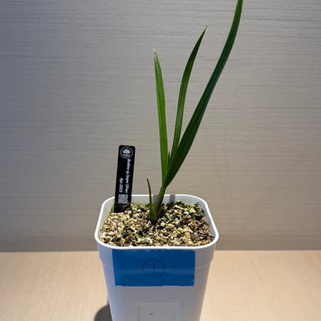 ブラヘア | STORES