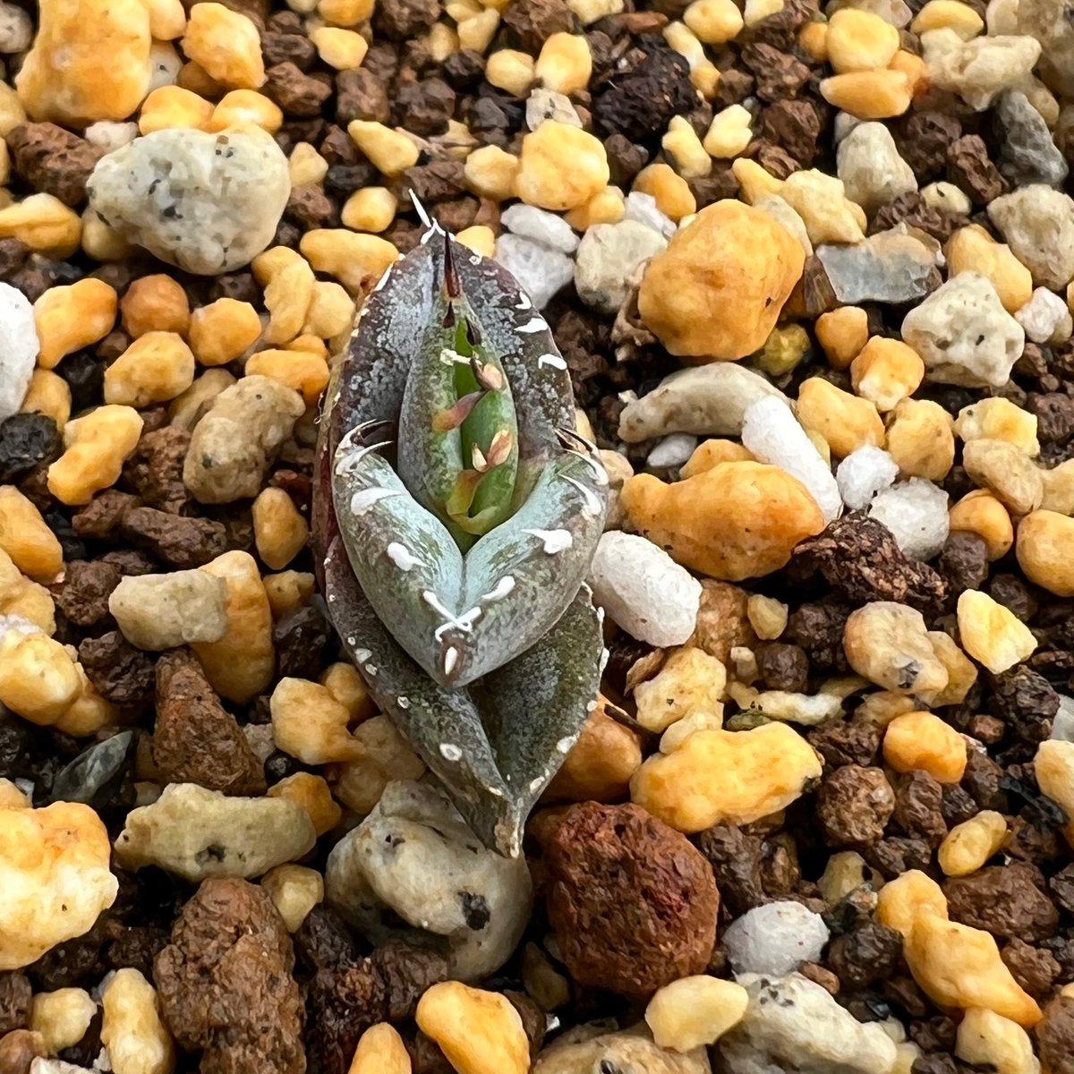 アガベ チタノタブルー 実生】Agave titanota blue seedling |