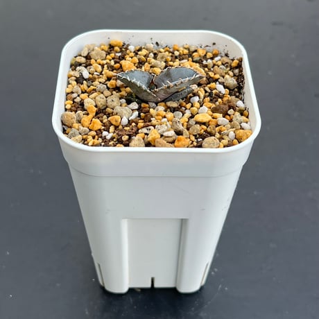 【アガベ チタノタブルー 実生】Agave titanota blue seedling