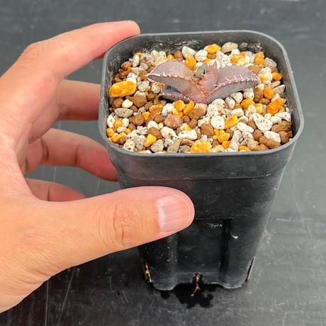 【アガベ オテロイ 実生】Agave oteroi seedling