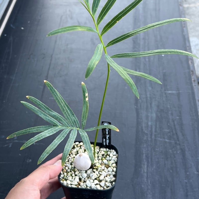 サイカス タイシルバー（Cycas sp Thai Silver）② | MINO GREEN 2