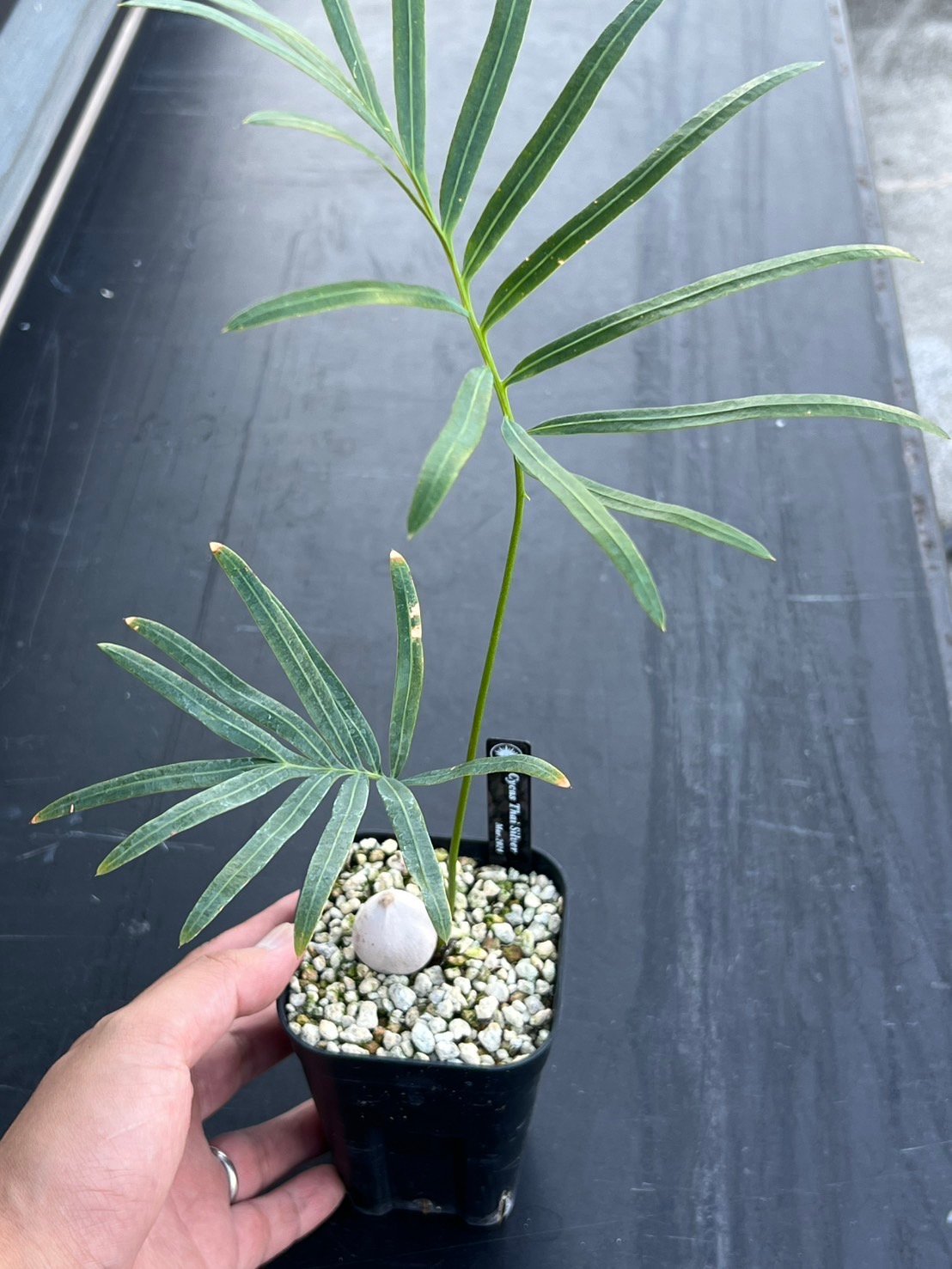 サイカスspタイシルバー ソテツbr/Cycas sp. Thai Silver 【公式通販】