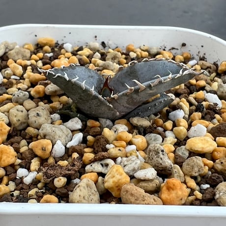 【アガベ チタノタブルー 実生】Agave titanota blue seedling
