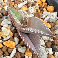 【アガベ オテロイ 実生】Agave oteroi seedling