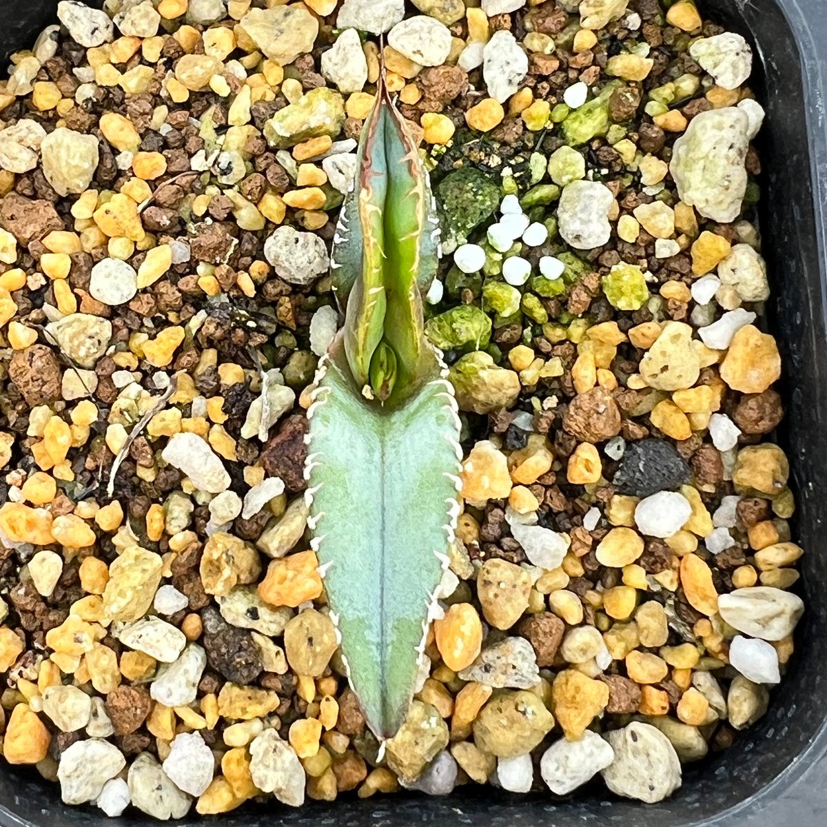 アガベ チタノタブルー 実生】Agave titanota blue seedling |