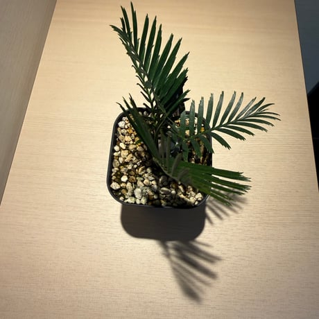 マクロザミア・コムニス（Macrozamia communis)  ①