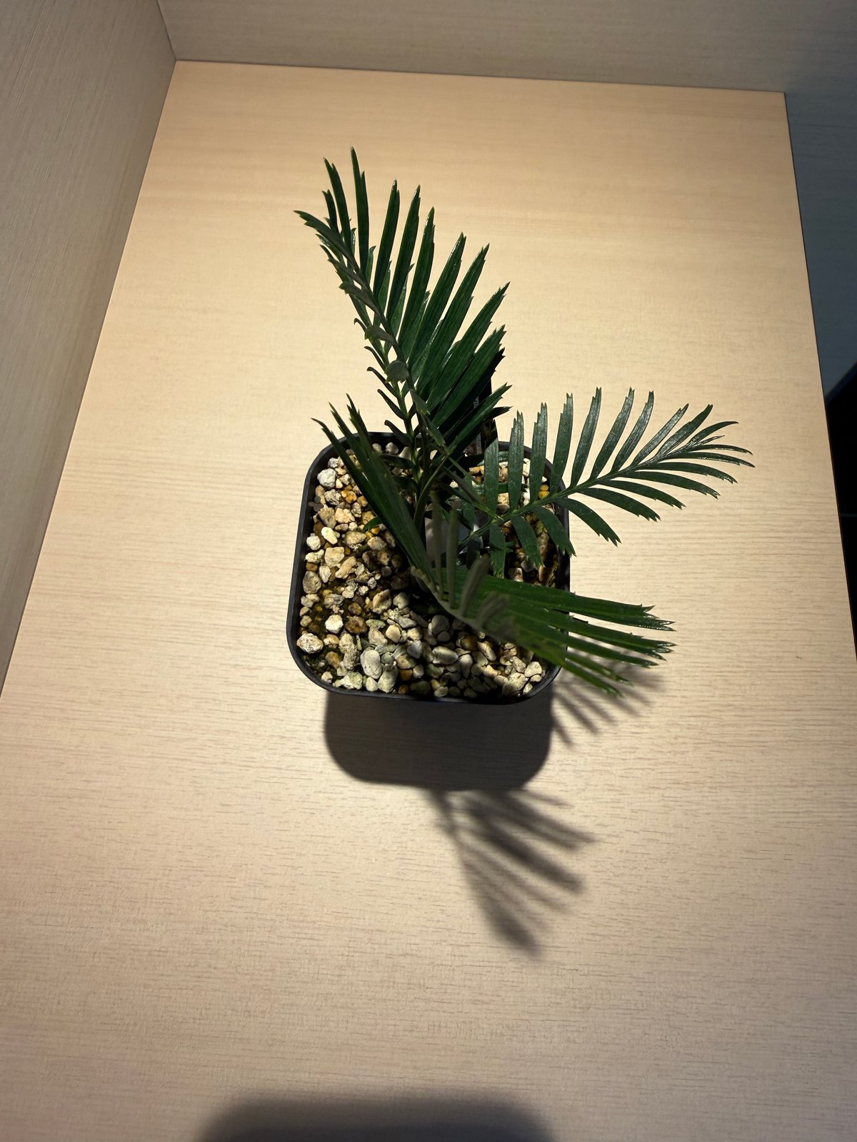 【現品】マクロザミア・コムニス　Macrozamia communis　9号FW マクロザミア・コムニス（Macrozamia communis) ① | MINO GREEN
